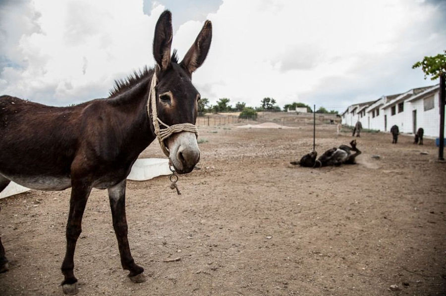 a brown donkey watching at the camera outside at 'Gala Onou' farm